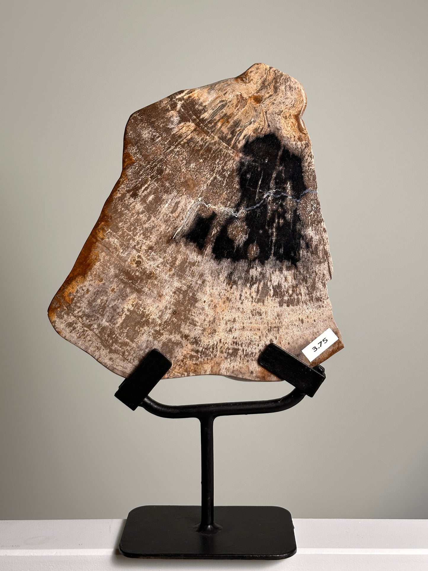 Versteend Hout op standaard