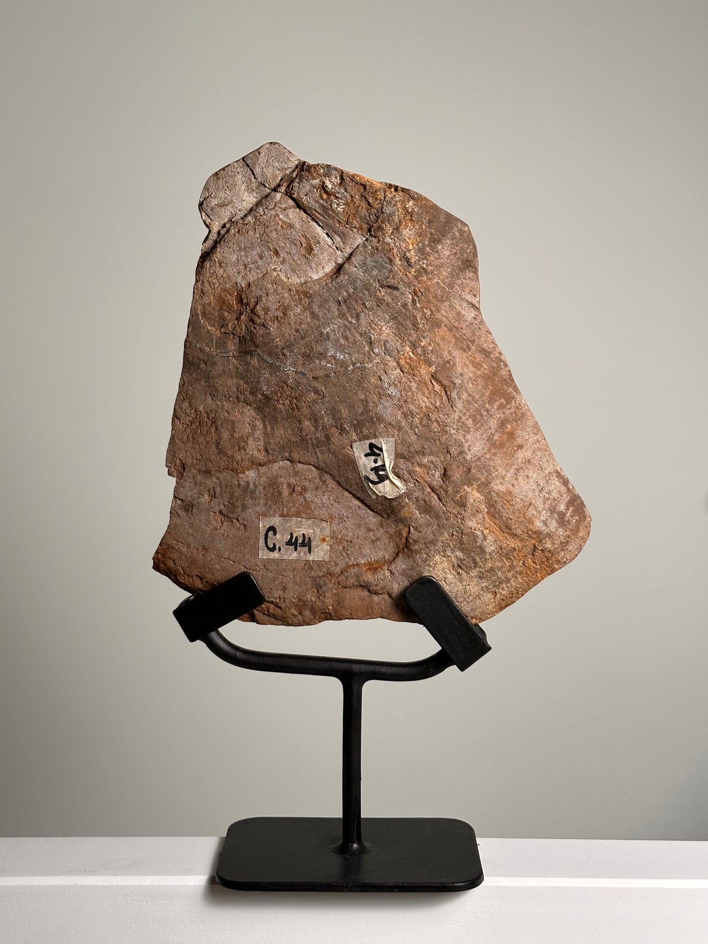 Versteend Hout op standaard