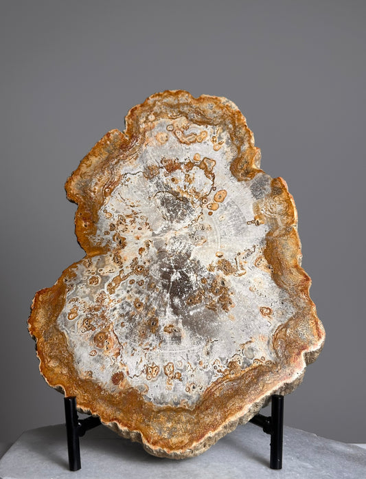 Versteend Hout op standaard