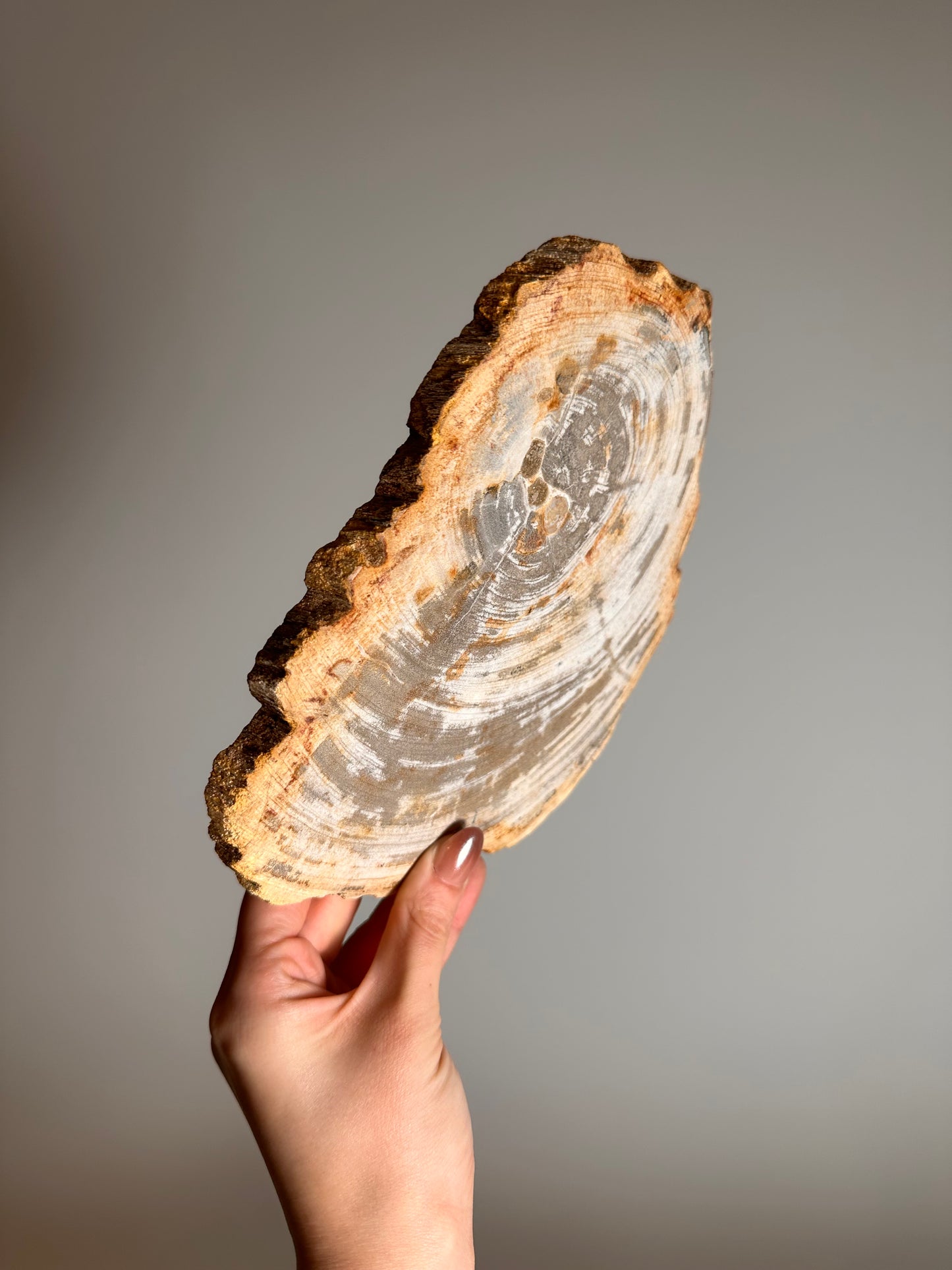 Versteend Hout op standaard