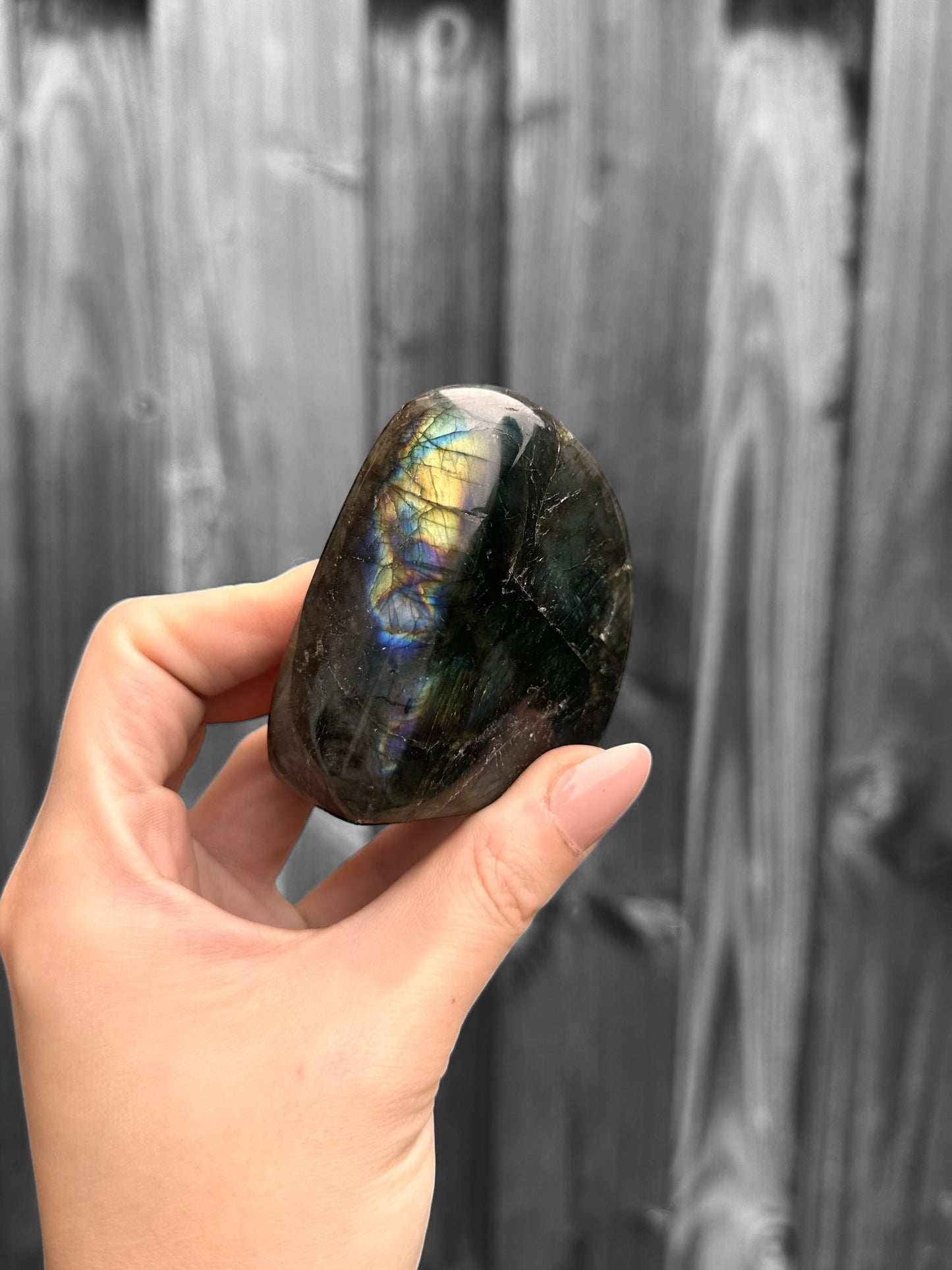 Labradoriet Standvlak