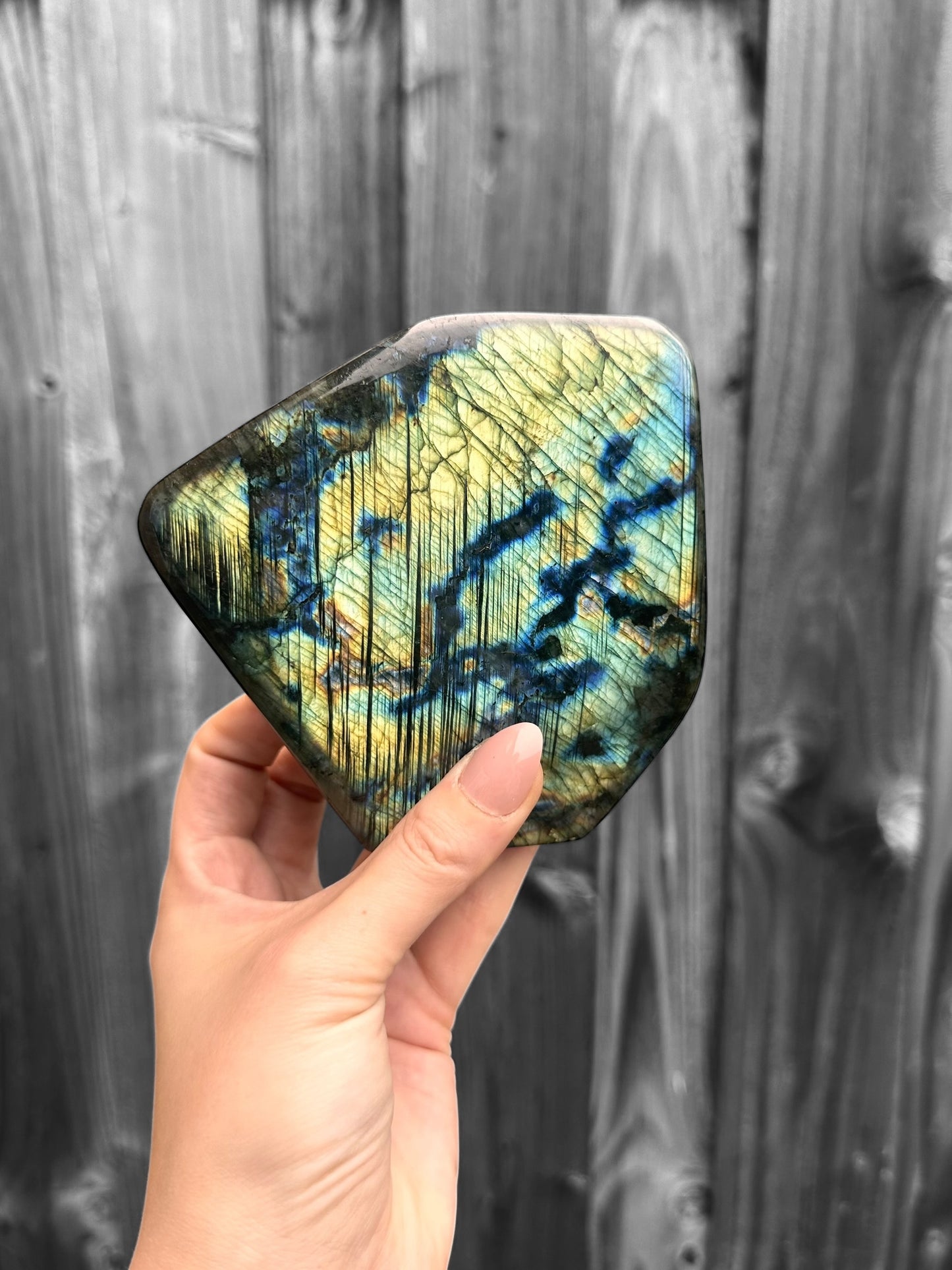 Labradoriet Standvlak