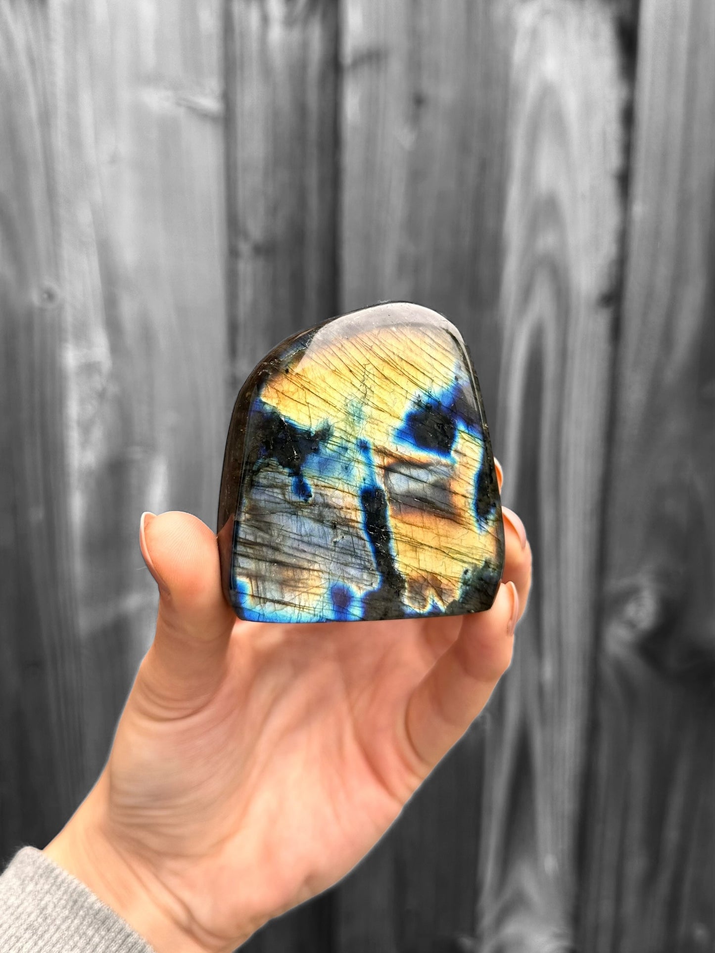 Labradoriet Standvlak