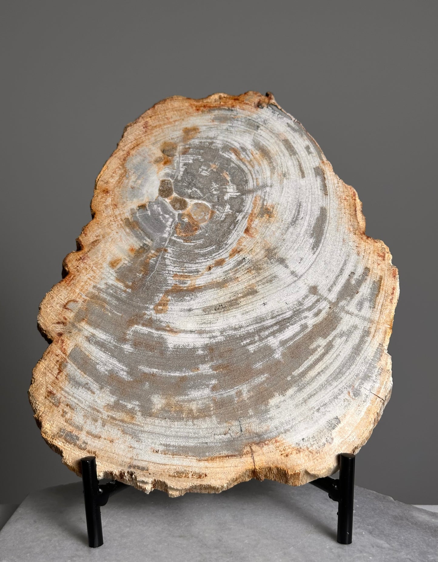 Versteend Hout op standaard