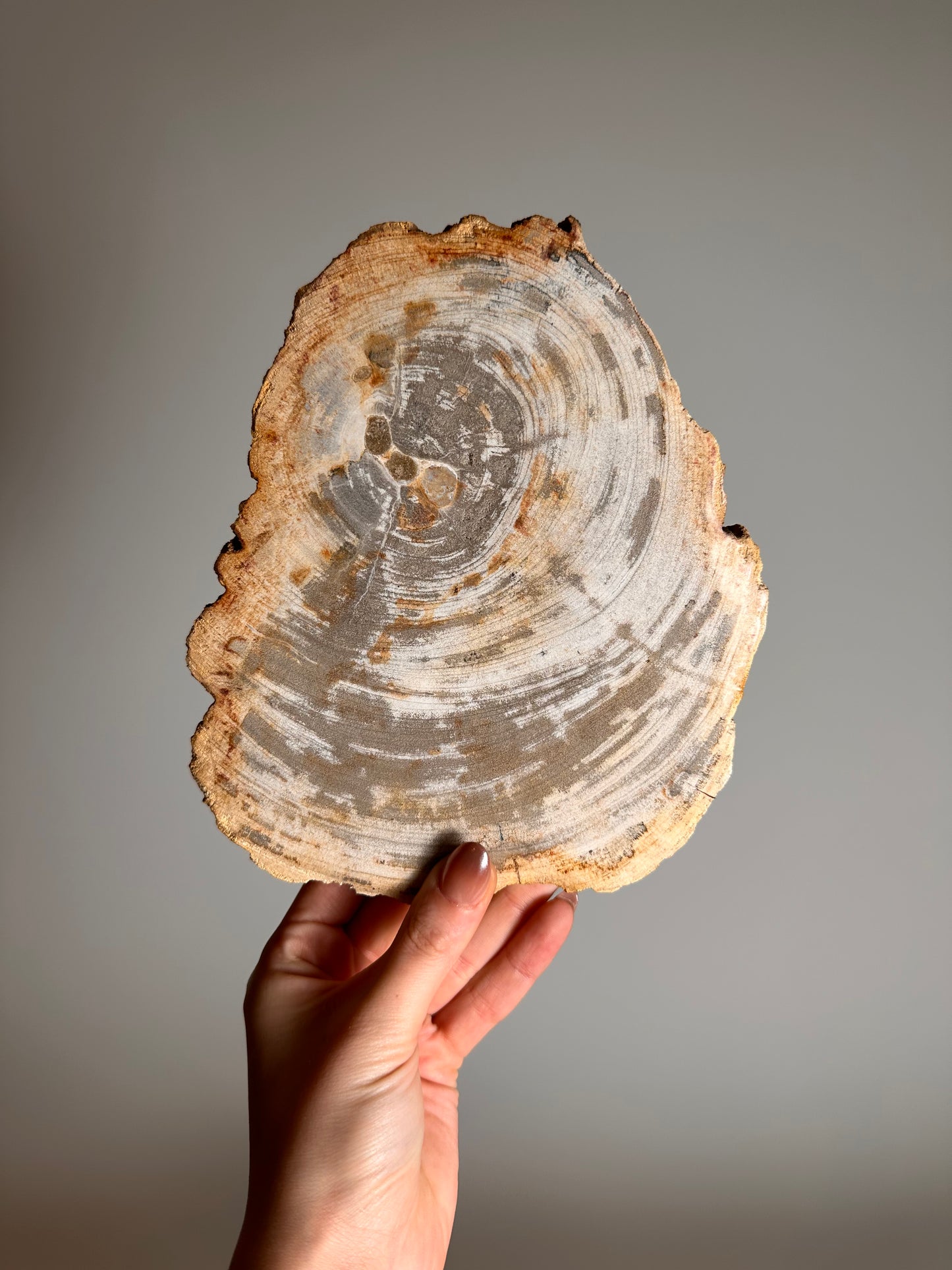 Versteend Hout op standaard