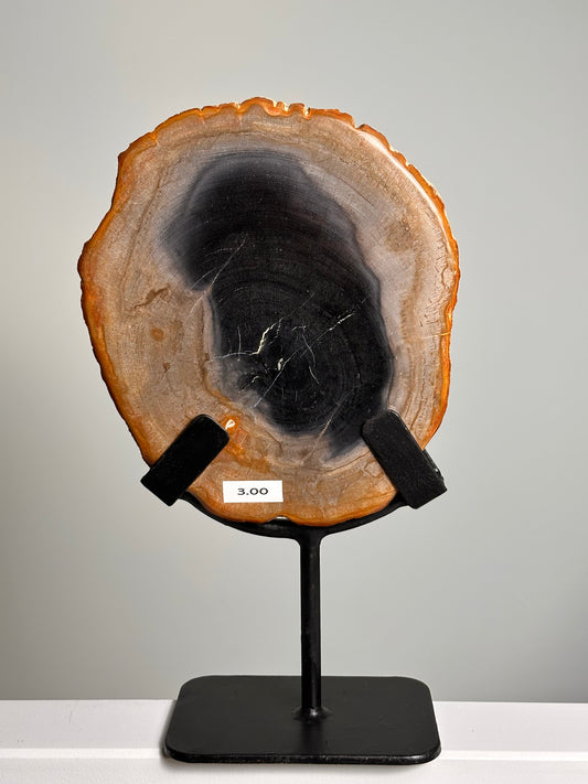 Versteend Hout op standaard