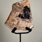 Versteend Hout op standaard