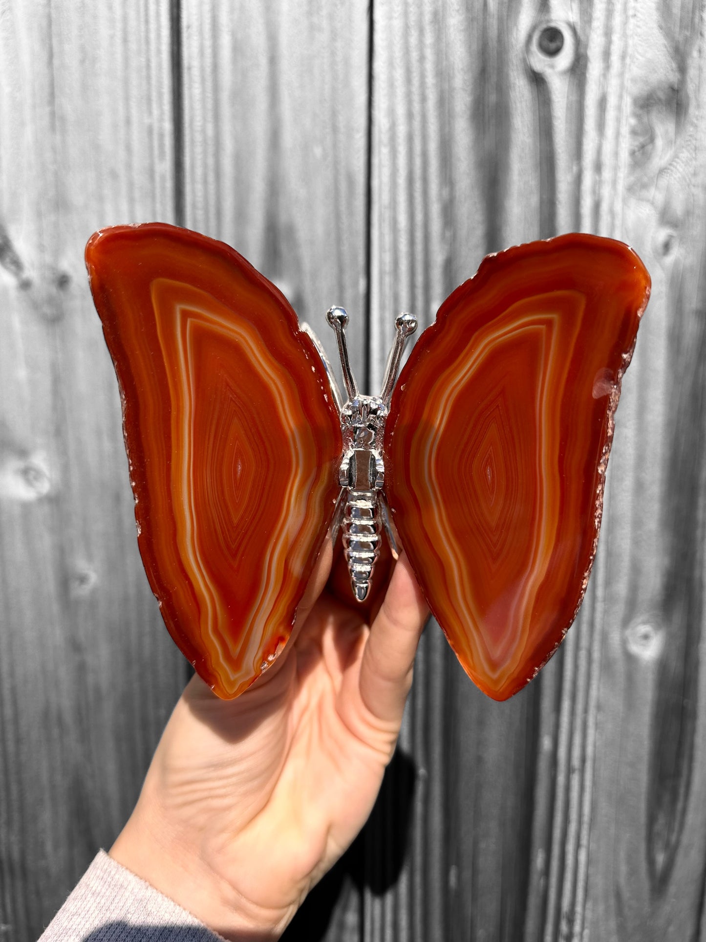Vlinder Agaat bruin groot