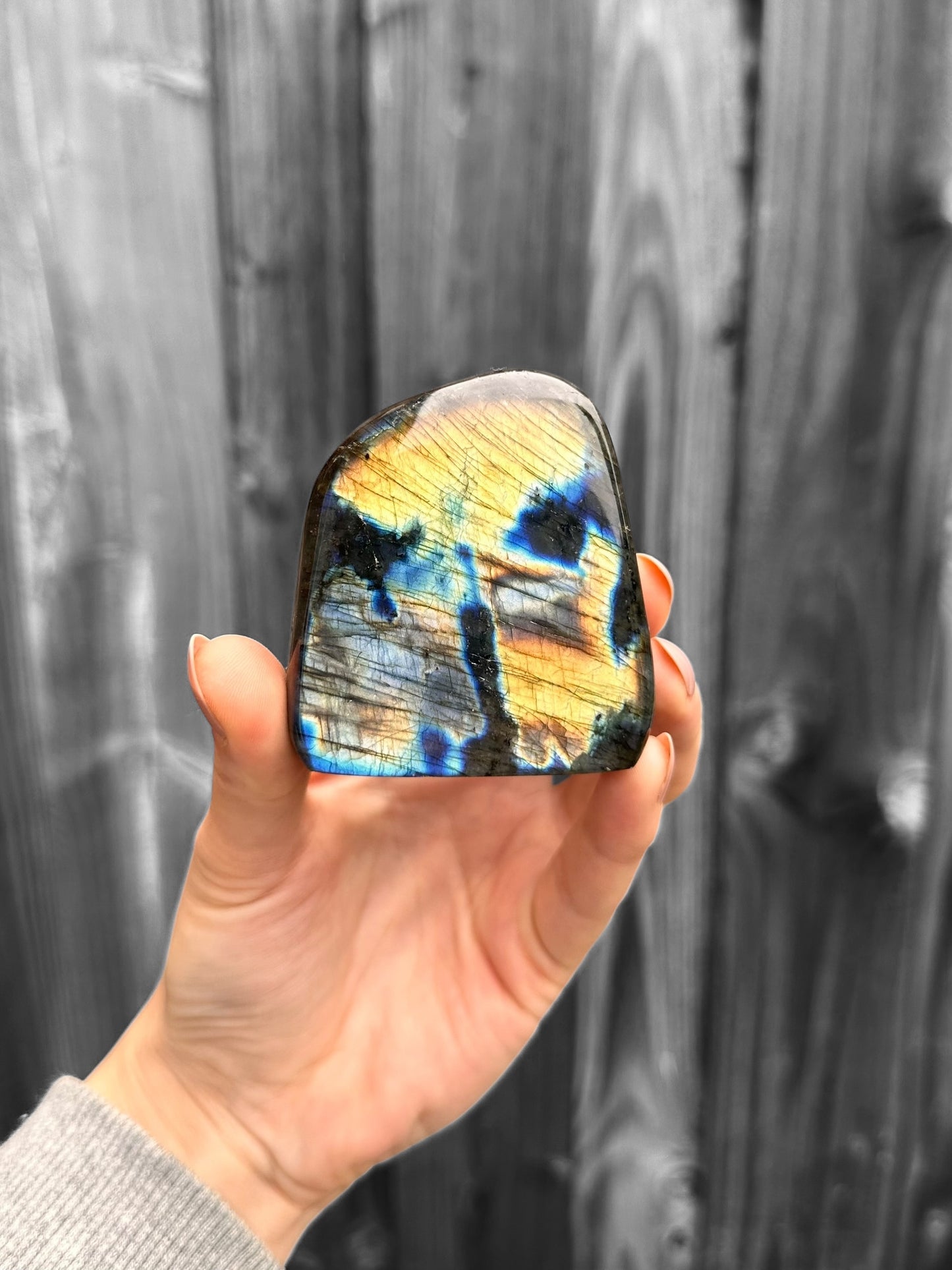 Labradoriet Standvlak