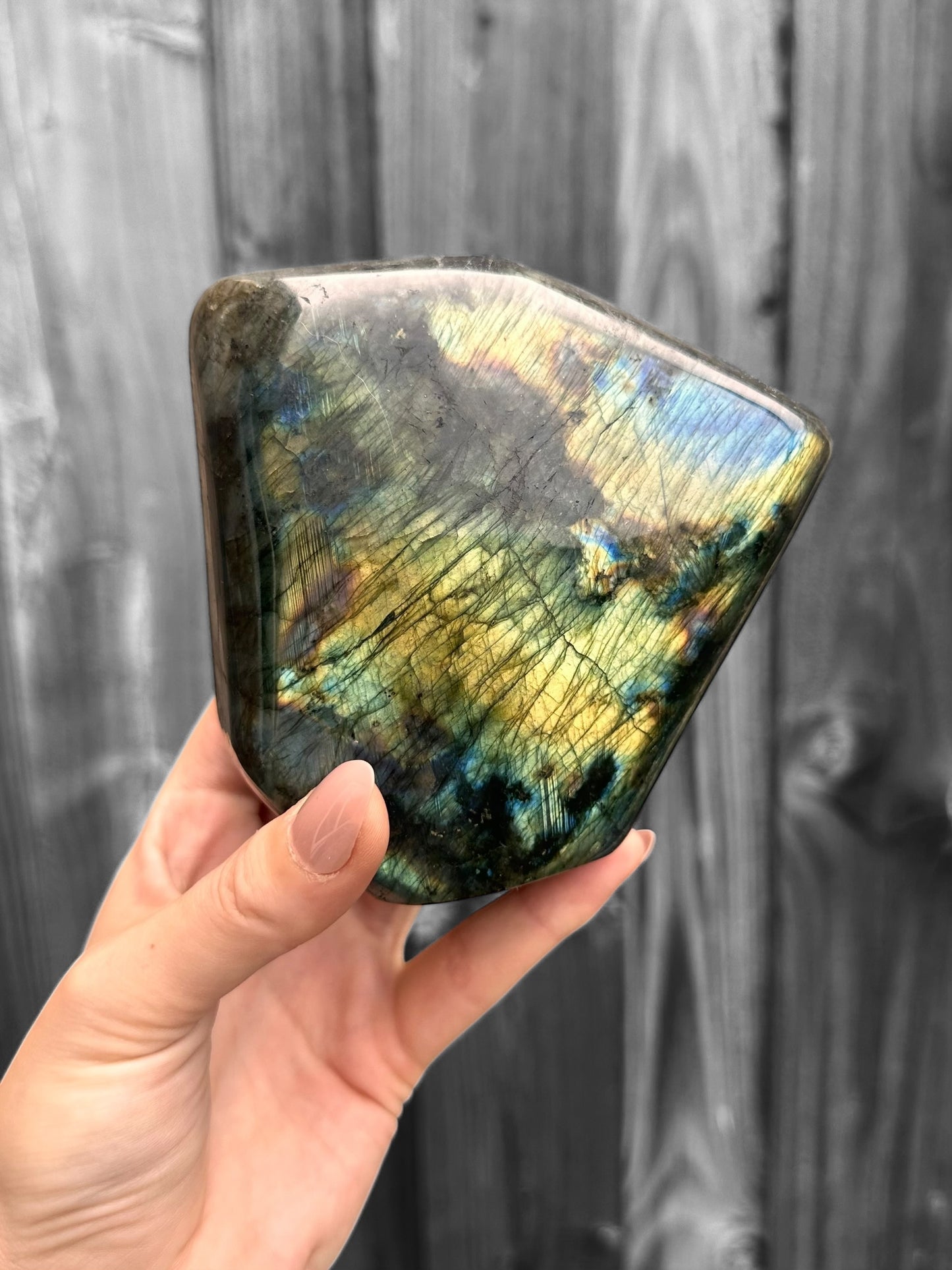 Labradoriet Standvlak