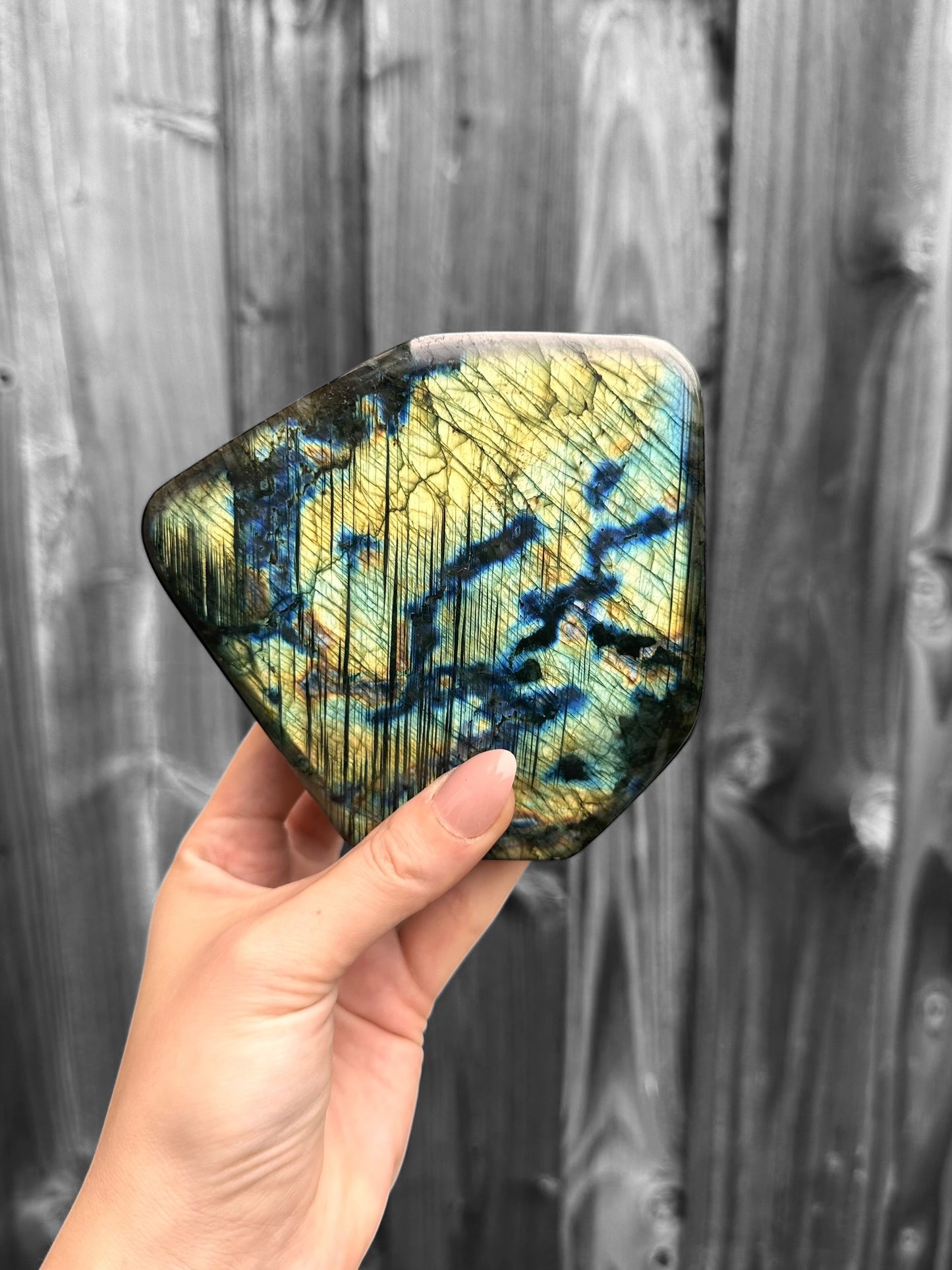 Labradoriet Standvlak