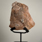 Versteend Hout op standaard